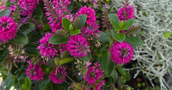Blomster